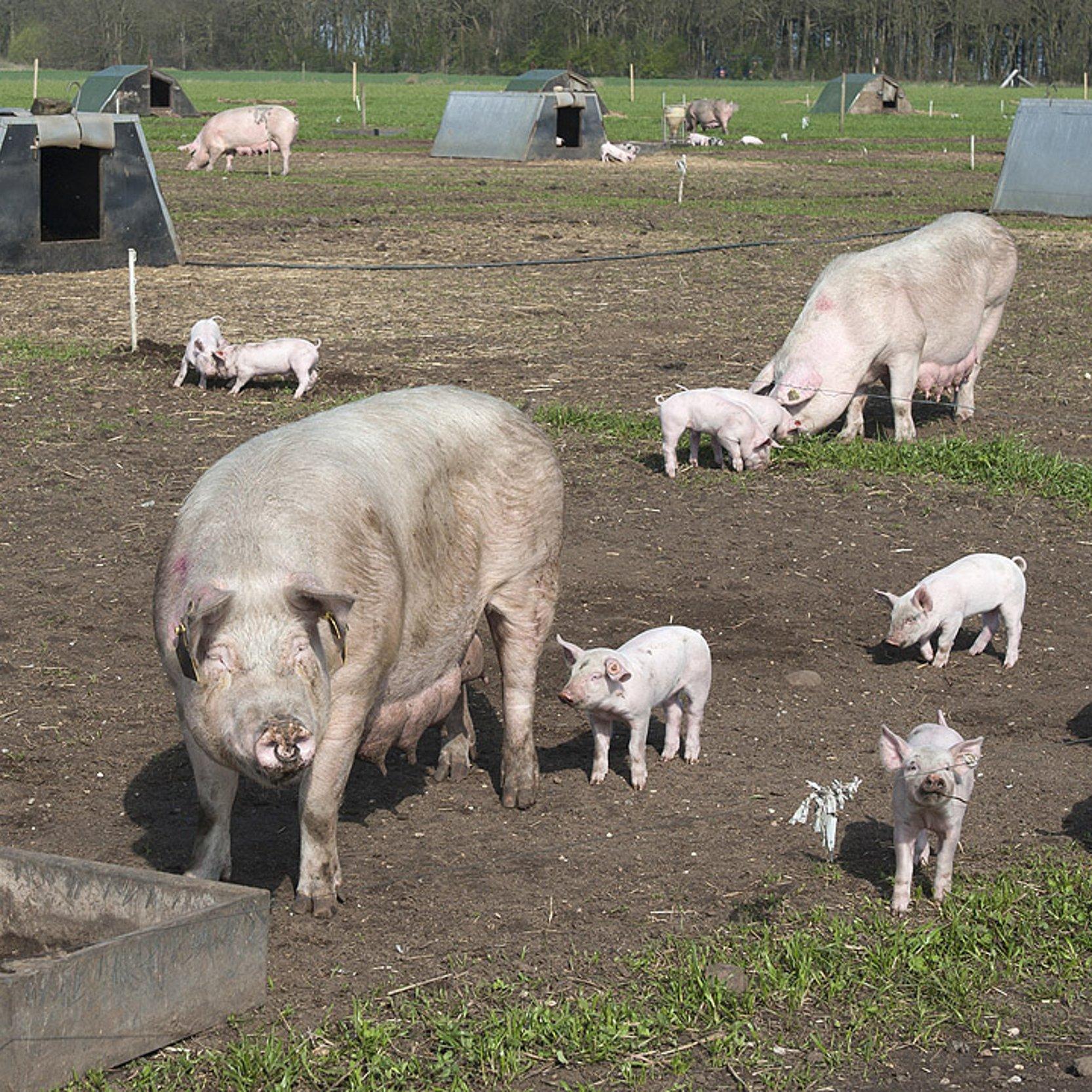 Weibliche Schweine mit Ferkeln im Freien