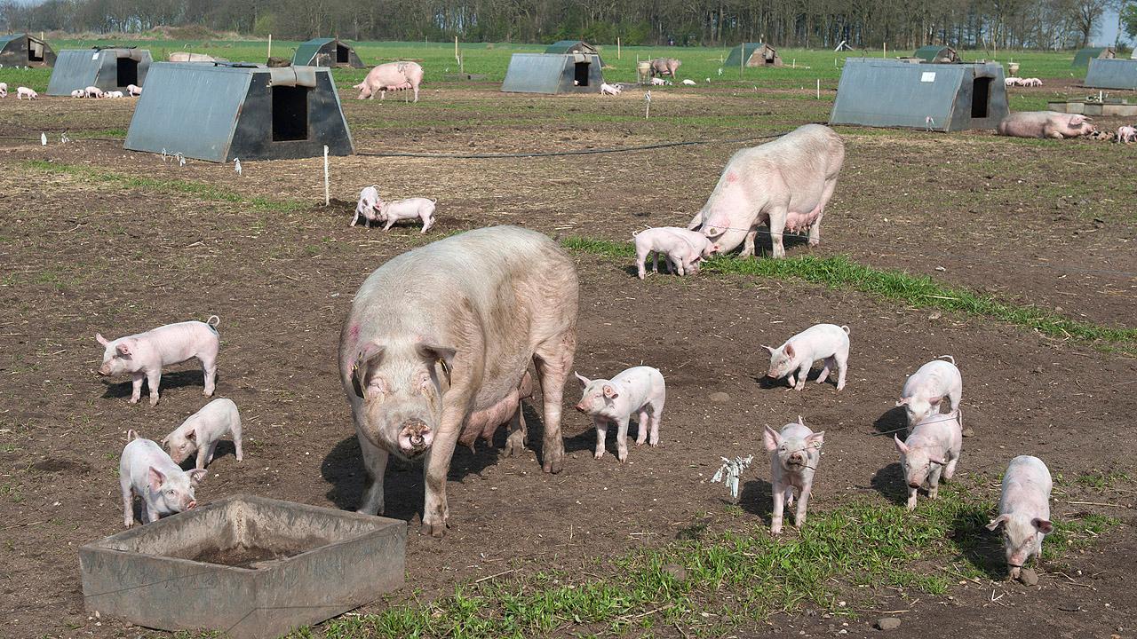 Weibliche Schweine mit Ferkeln im Freien