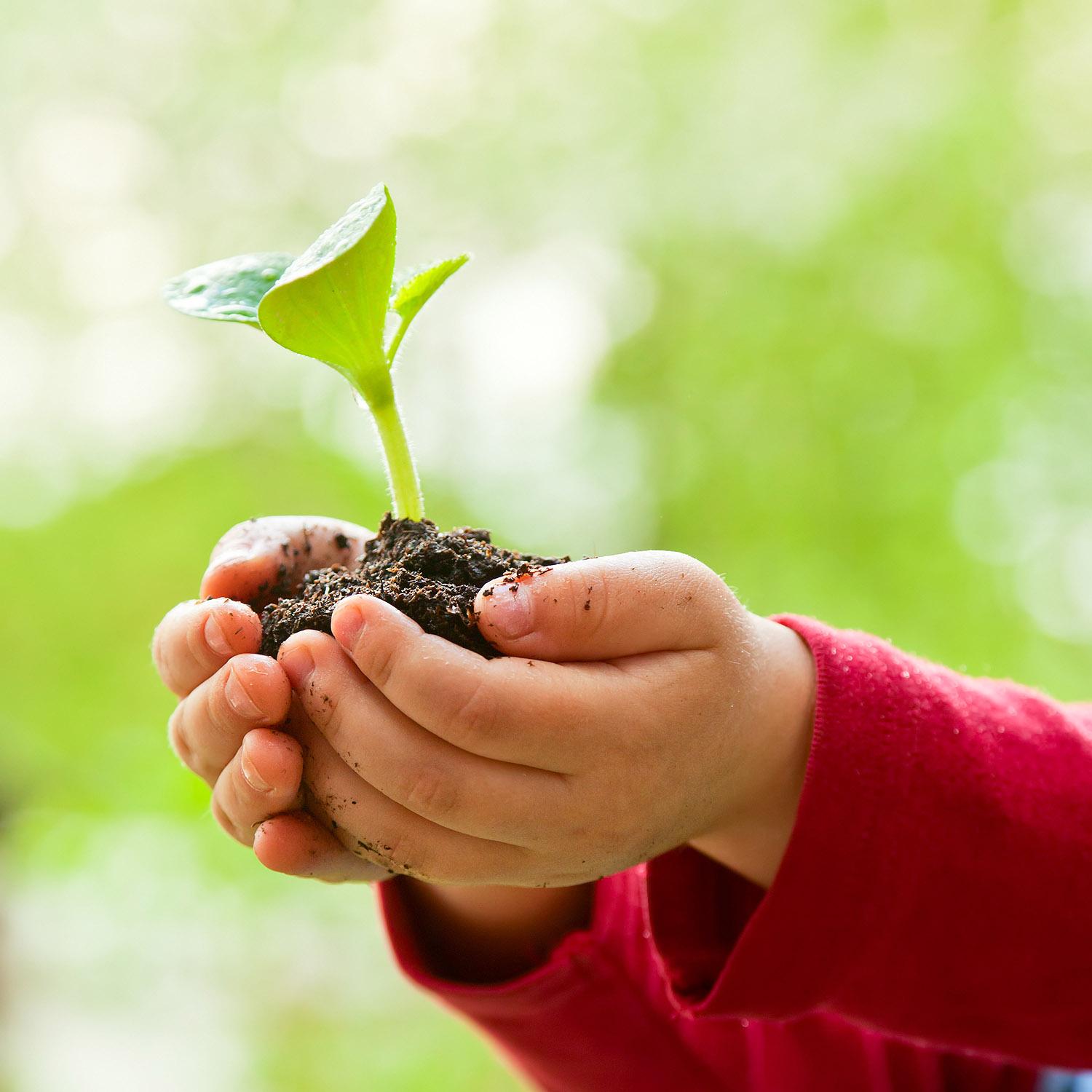 Kinderhände, die einen jungen Baum halten