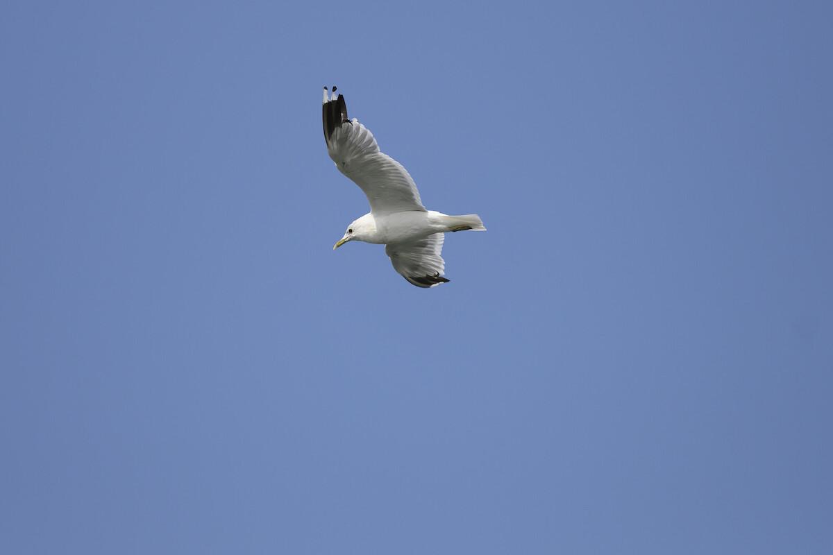 Möwe vor blauem Himmel. Foto: Karsten Klama