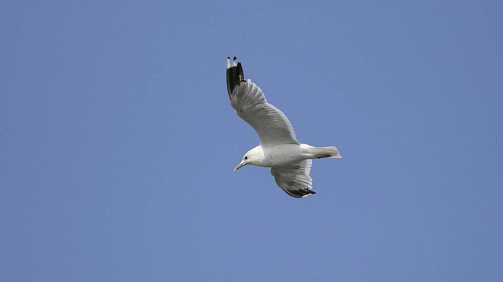 Möwe vor blauem Himmel. Foto: Karsten Klama