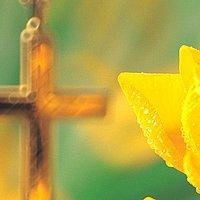 Ostern Aufgehende Osterglocke, dahinter ein Kreuz