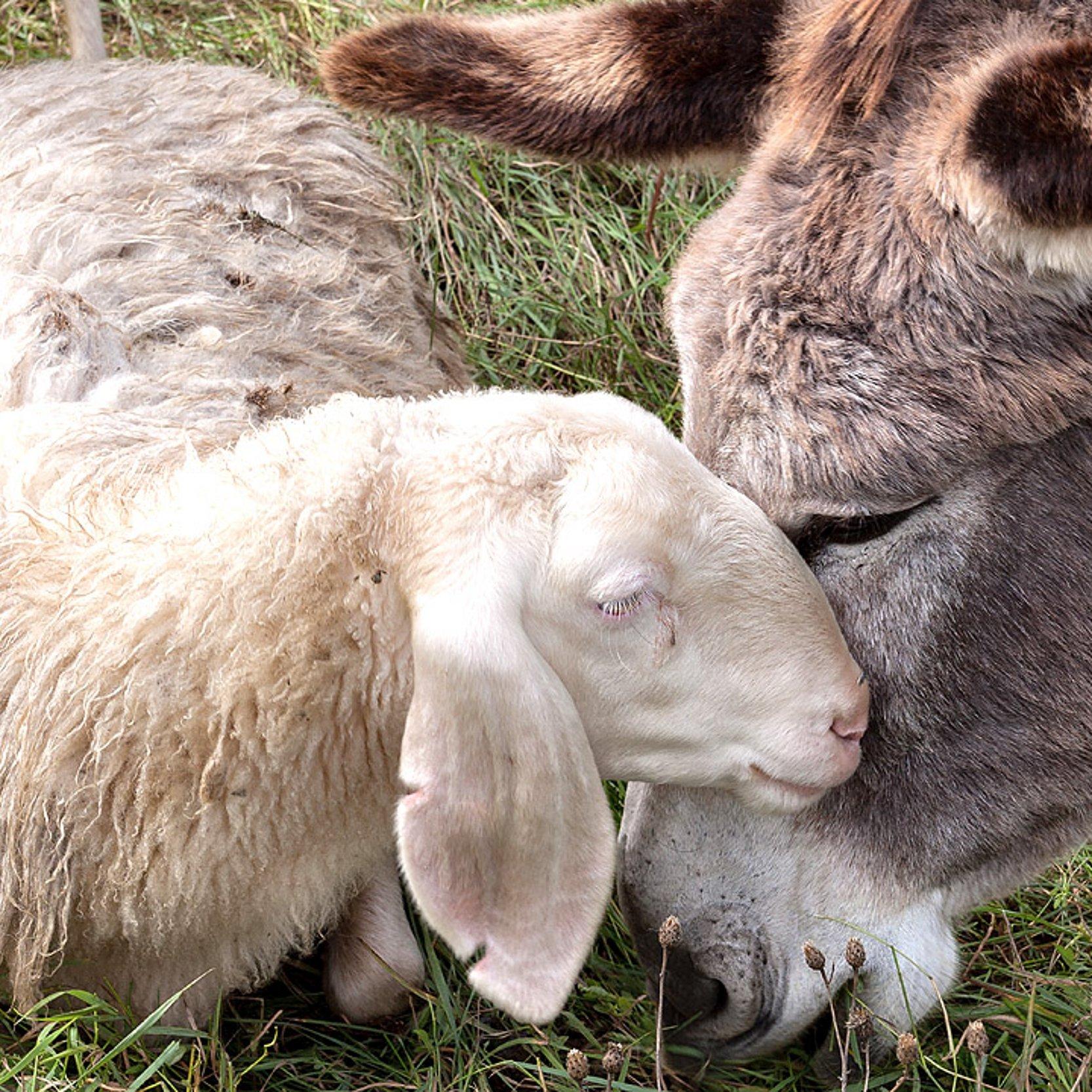 Schaf und Esel Ein Esel legt seinen Kopf in freundlicher Absicht an den eines liegenden Schafes