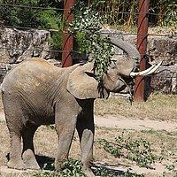 Elefant Ein Elefant wirft  mit dem Rüssel einen Zweig auf den Rücken