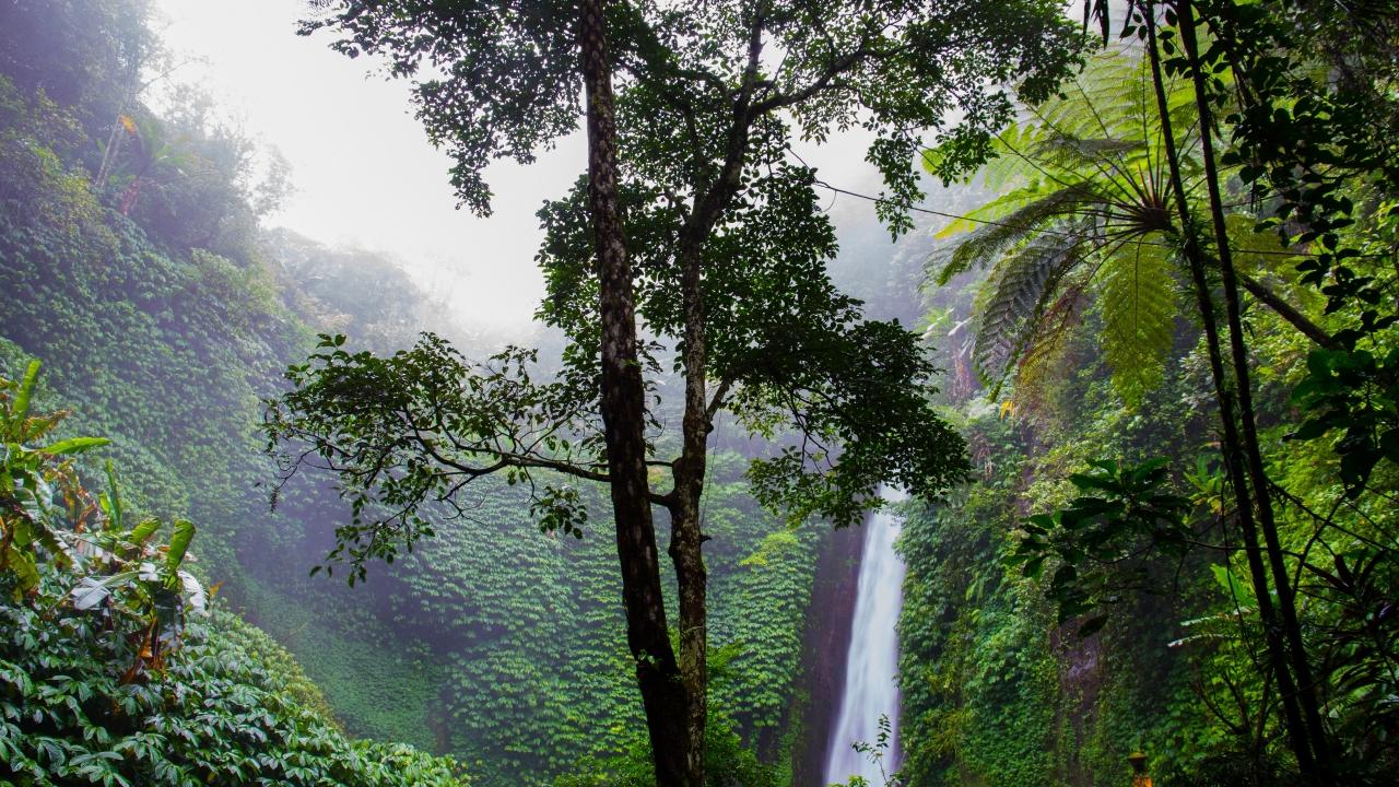 Regenwald Wasserfall im Regenwald