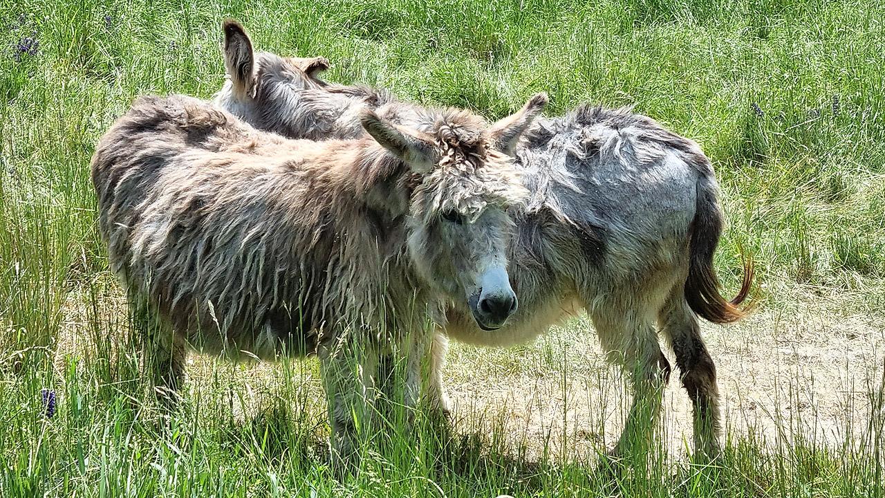 Esel Zwei zottelige Esel