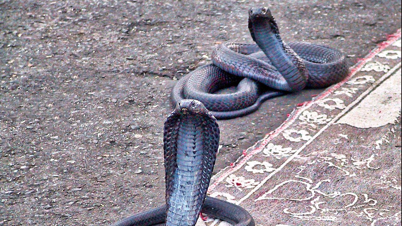 Kobra Zwei Kobras mit aufgestelltem Kopf