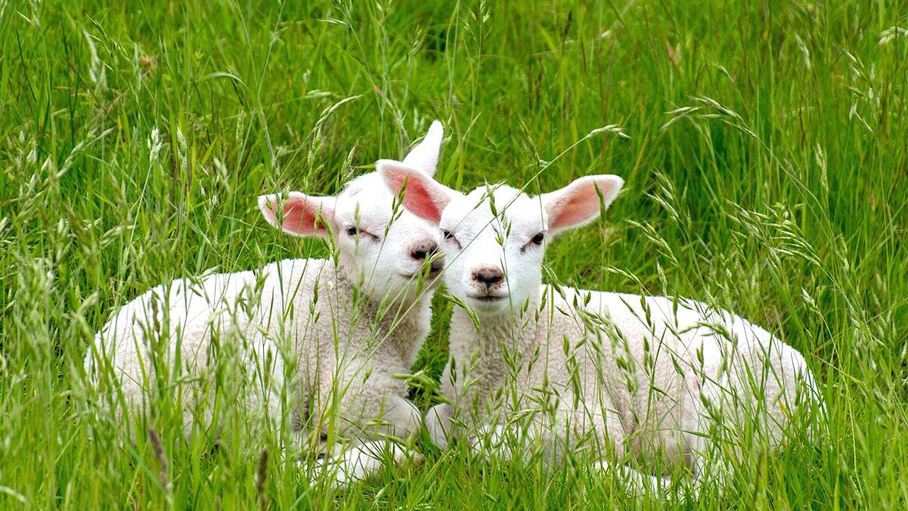 Lamm Zwei süße Lämmchen