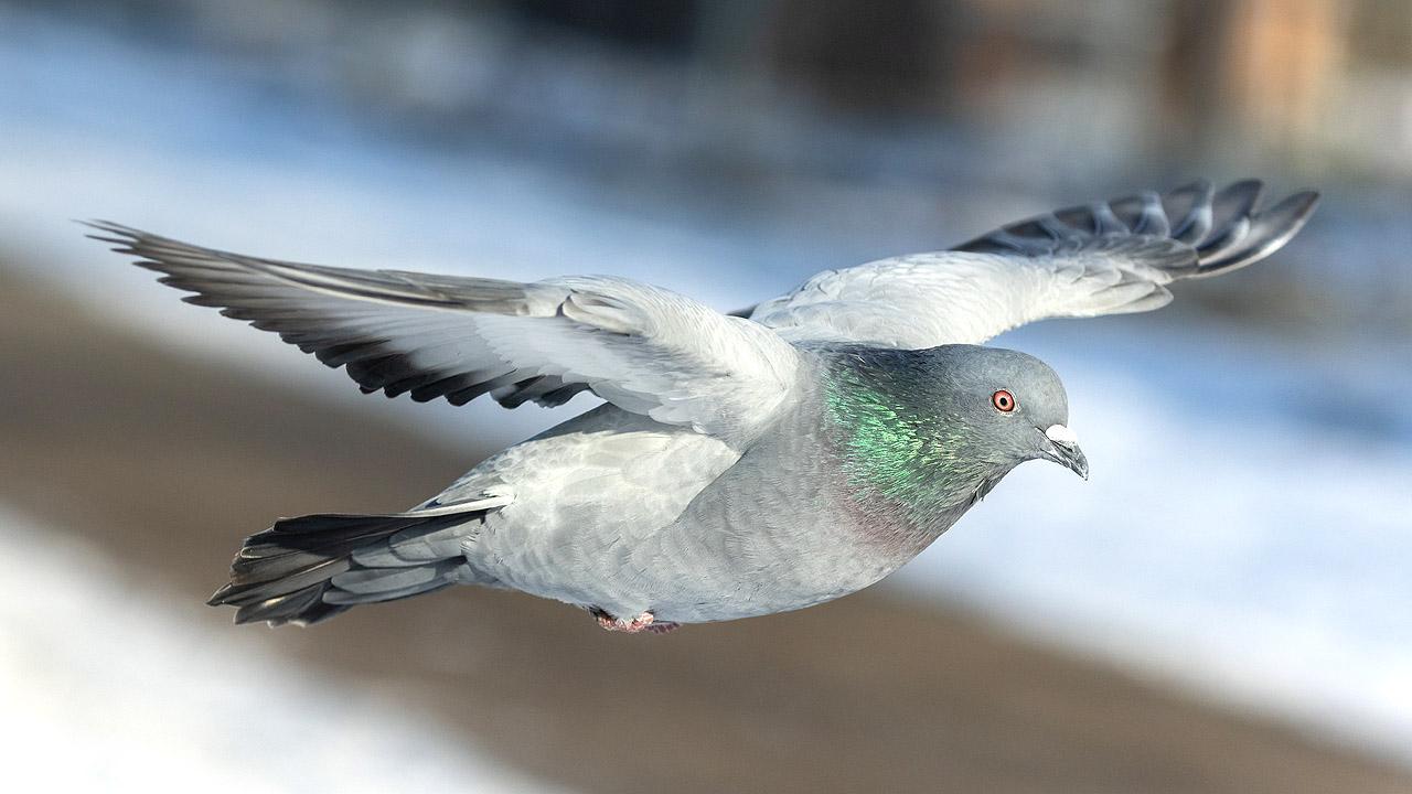 Taube Fliegende Taube